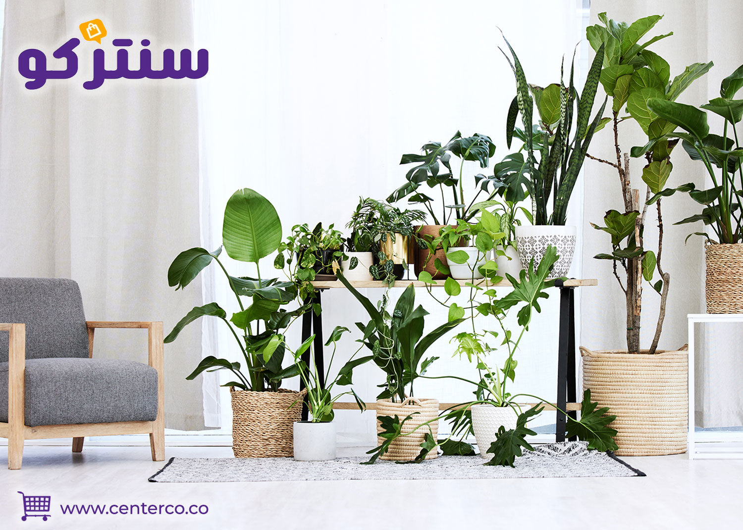 نباتات منزلية لا تحتاج للشمس وسهلة العناية