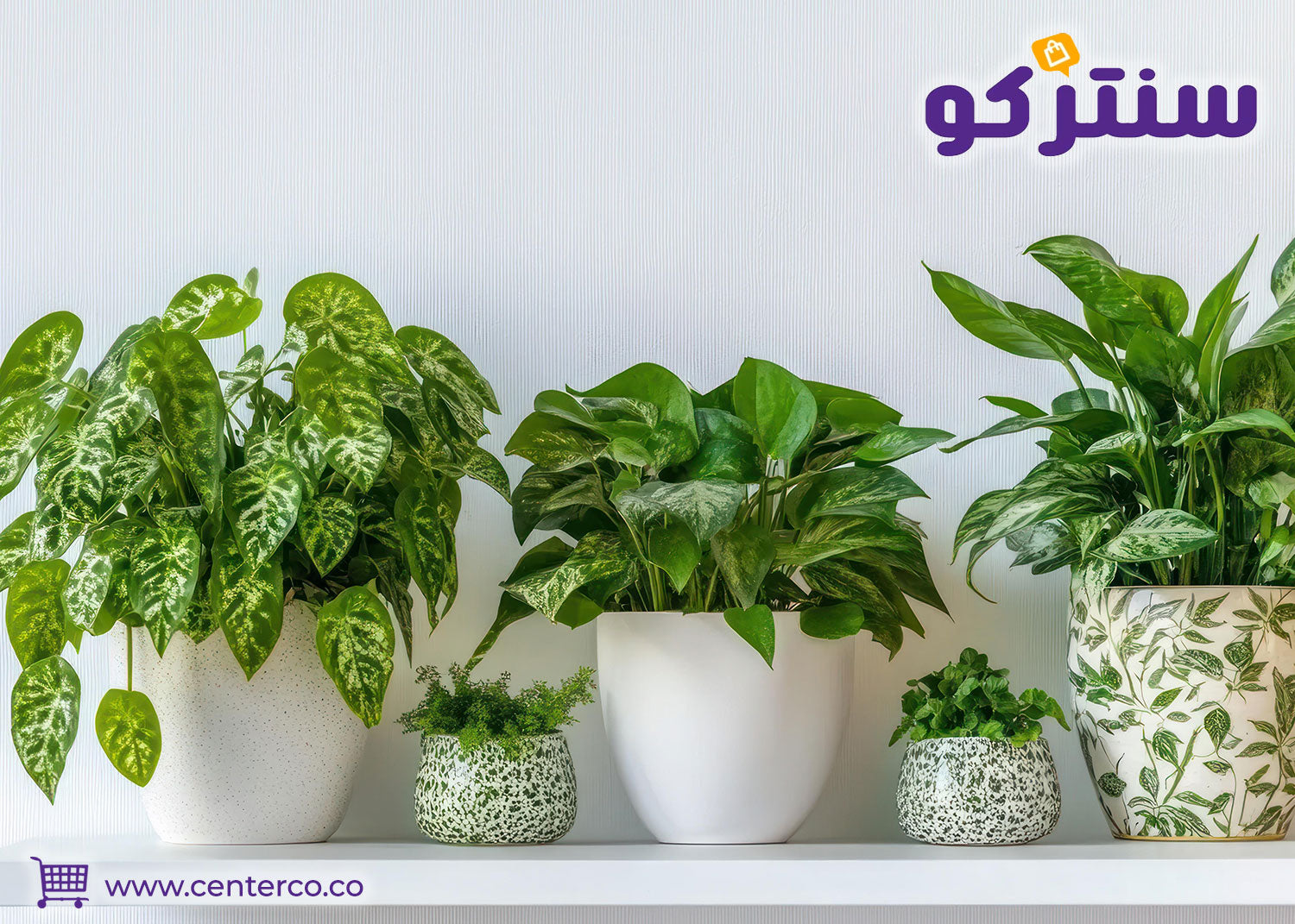 نباتات منزلية لا تحتاج للشمس للغرف والمكاتب المظلمة