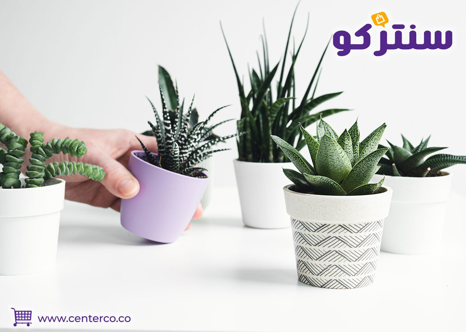 اقتناء نباتات منزلية لا تحتاج للشمس لتزيين الغرف