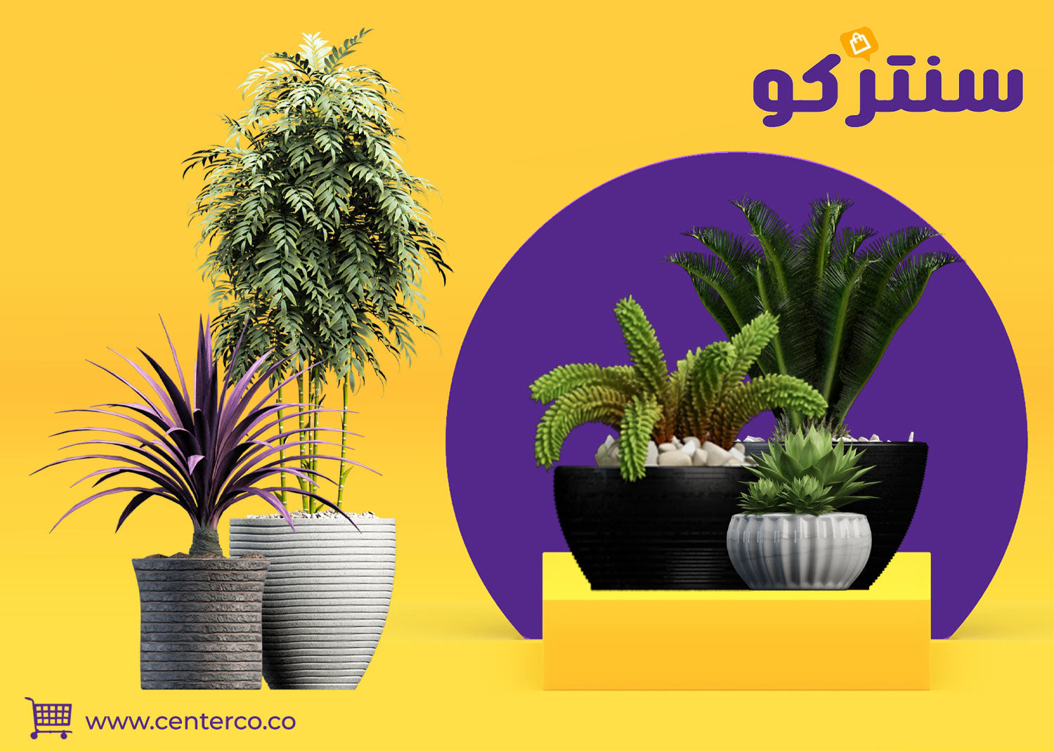 نباتات منزلية لا تحتاج للشمس: لمسة خضراء في أي ركن