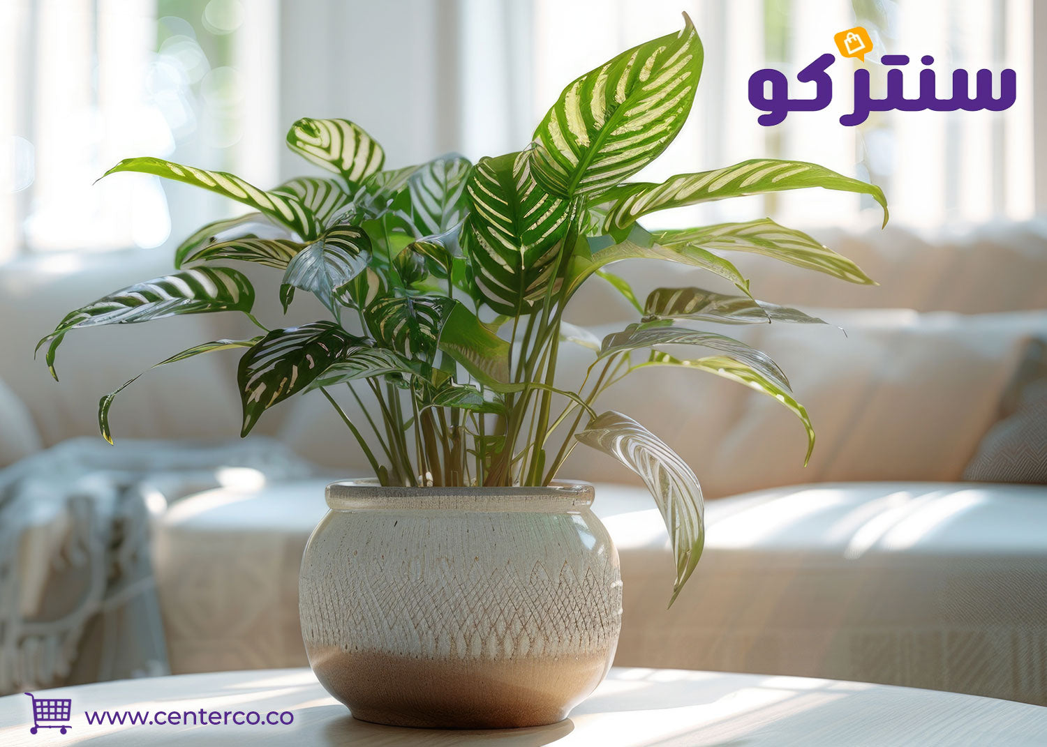 ما هي أفضل نباتات منزلية لا تحتاج للشمس وتتحمل أجواء السعودية؟