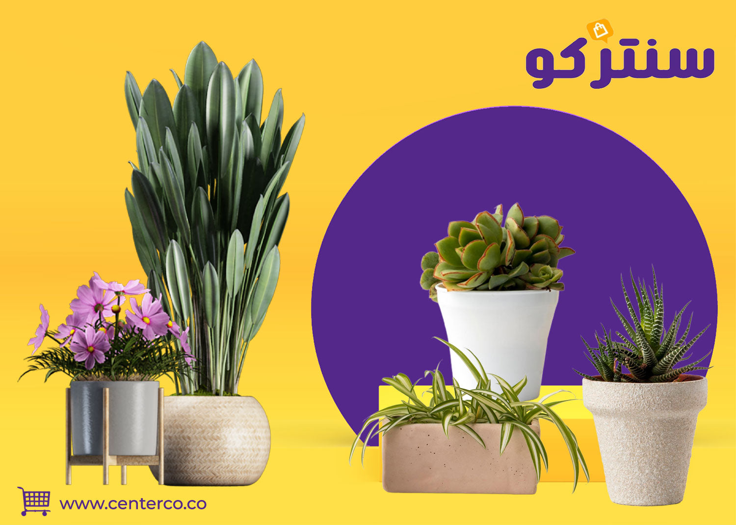 نباتات منزلية لا تحتاج للشمس: اجعل حديقتك الداخلية حقيقة سهلة