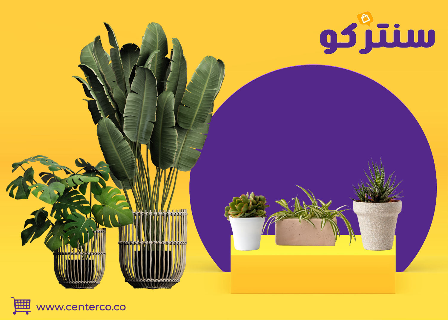 نباتات منزلية لا تحتاج للشمس: أضف خضرة طبيعية لكل زاوية مظللة