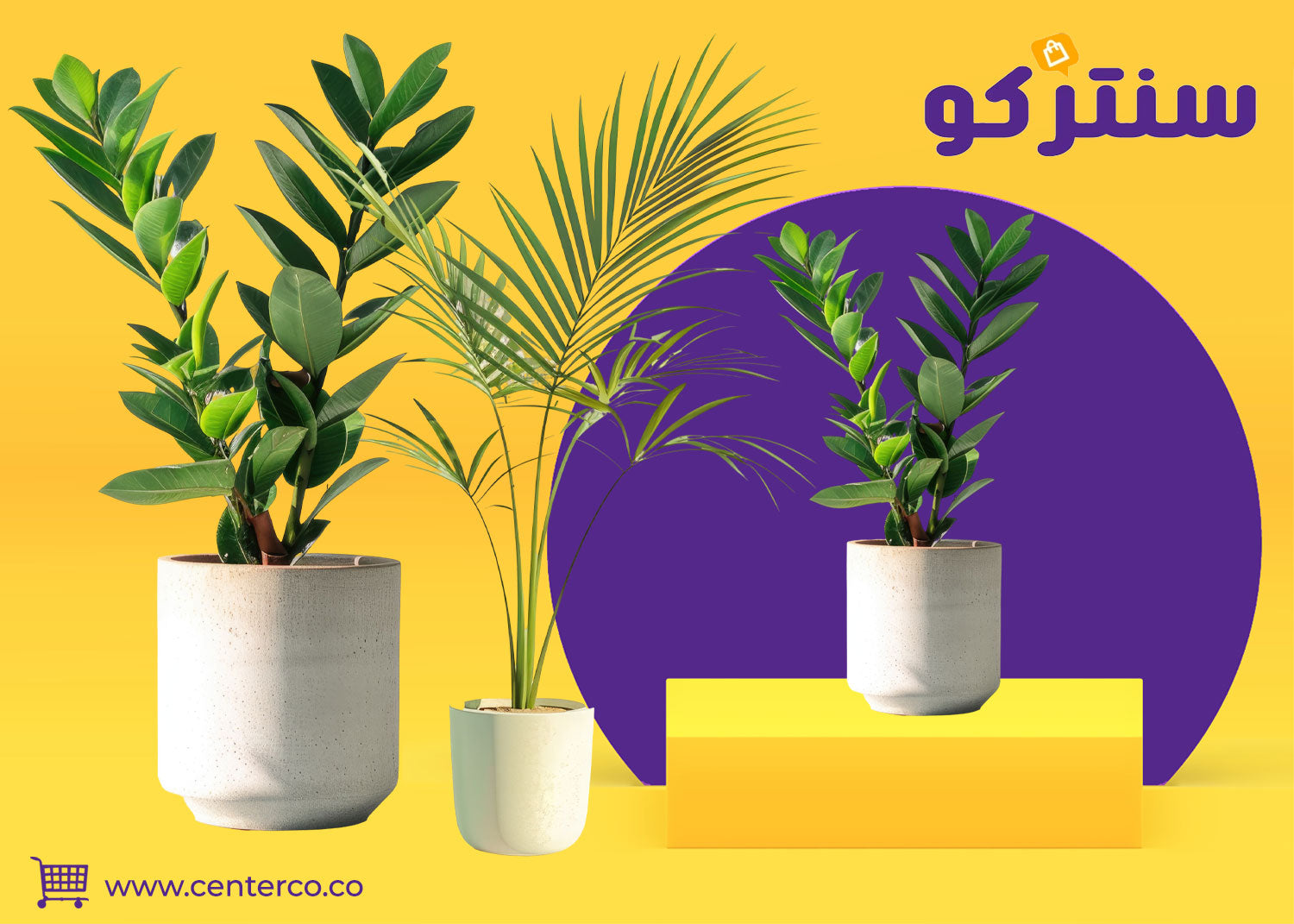 نباتات منزلية لا تحتاج للشمس للمنازل قليلة الإضاءة