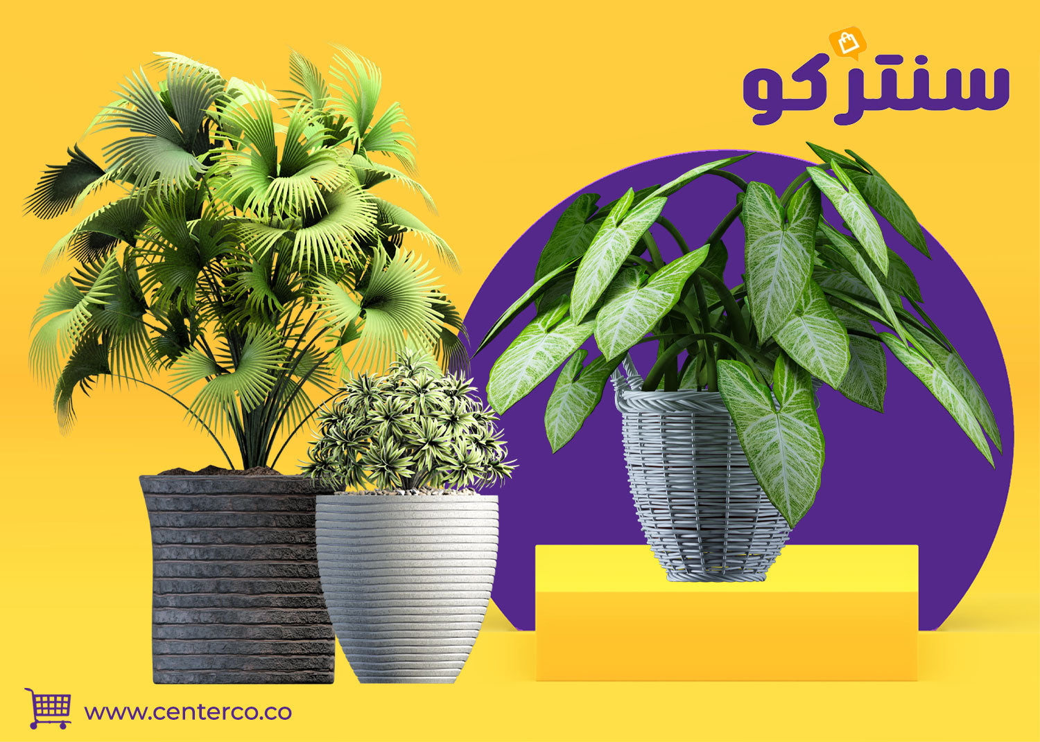 نباتات منزلية لا تحتاج للشمس… جمال أخضر يناسب كل المساحات