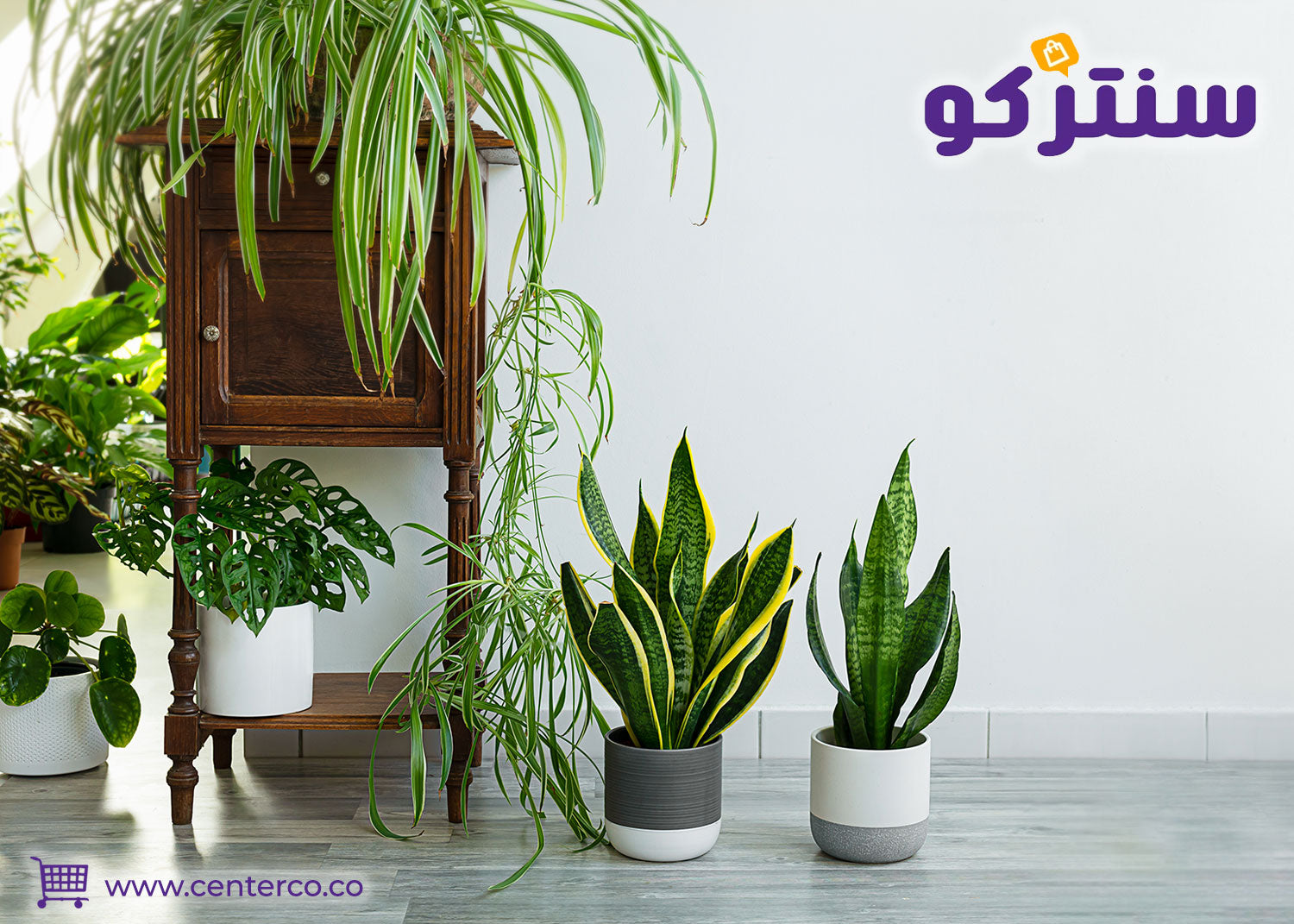 نباتات منزلية لا تحتاج للشمس سهلة العناية