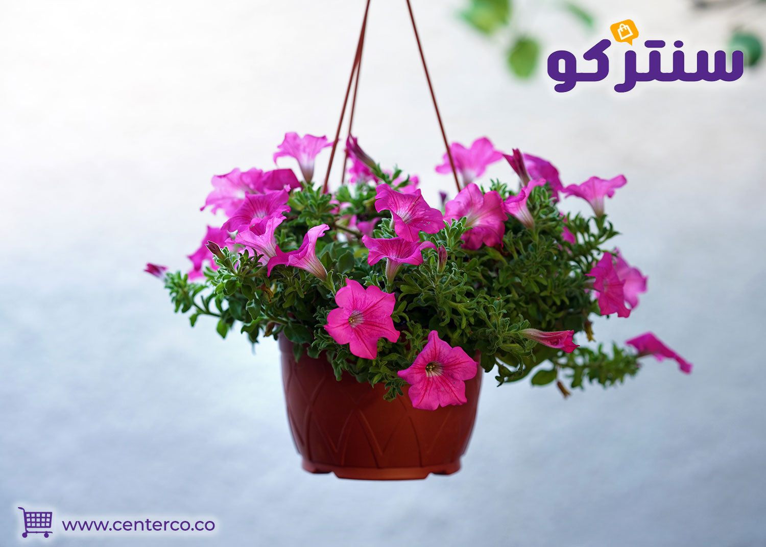 نبات العطرة, فوائدها وكيفية العناية بها