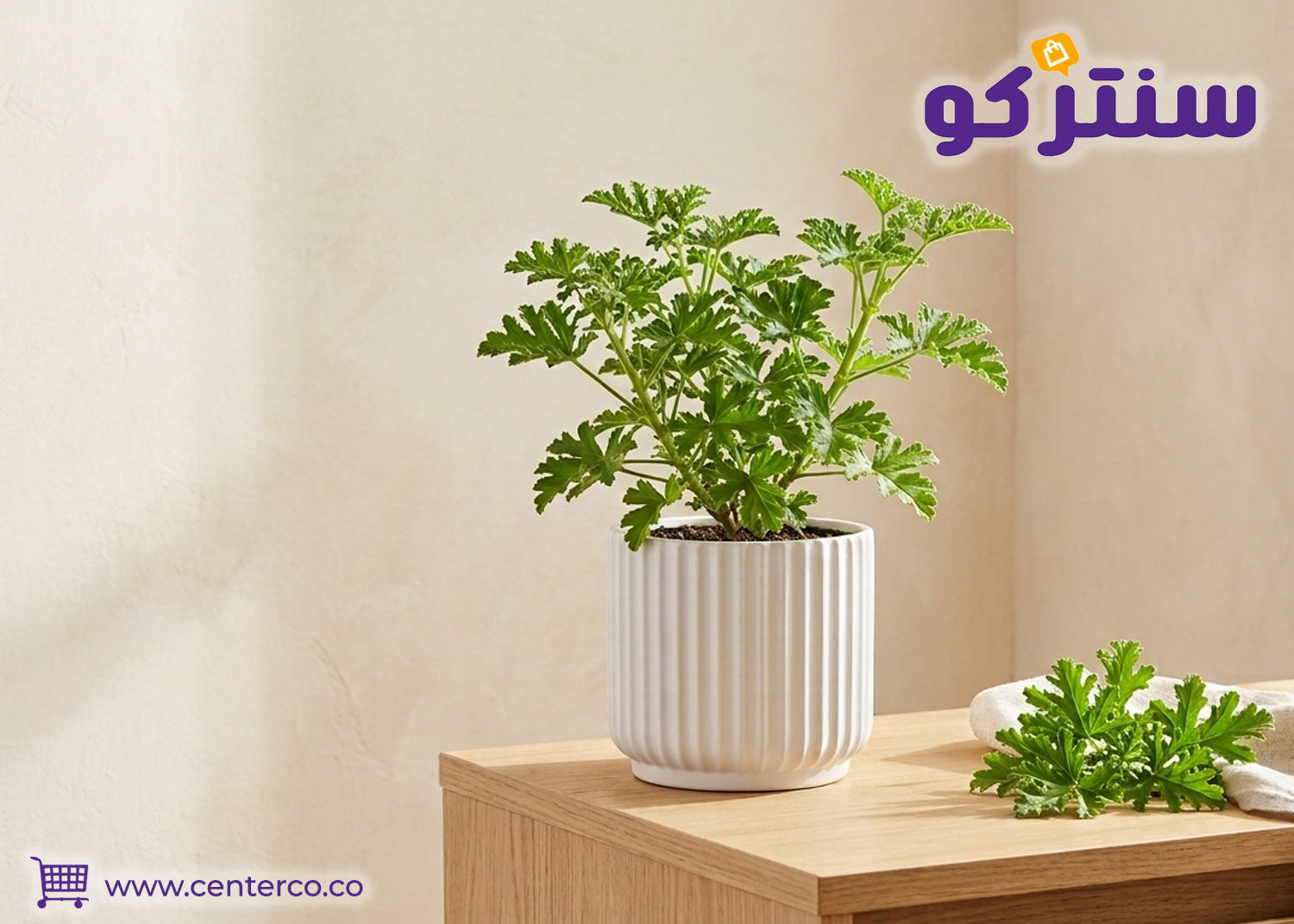 ما هي فوائد نبات العطرة في الطب الشعبي؟