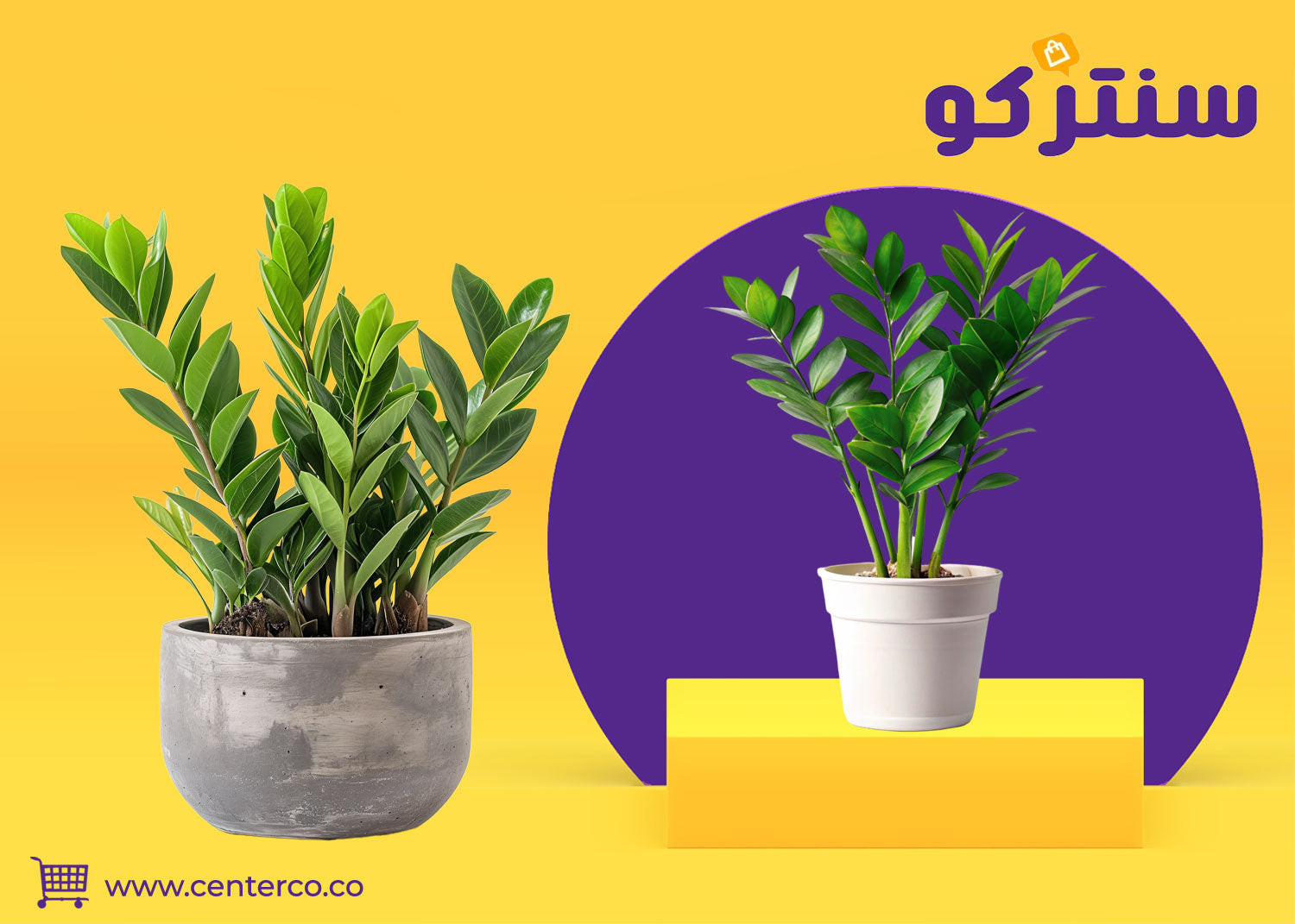 نبتة الزاميا: الجمال الساحر وسهولة العناية لمساحاتك الداخلية