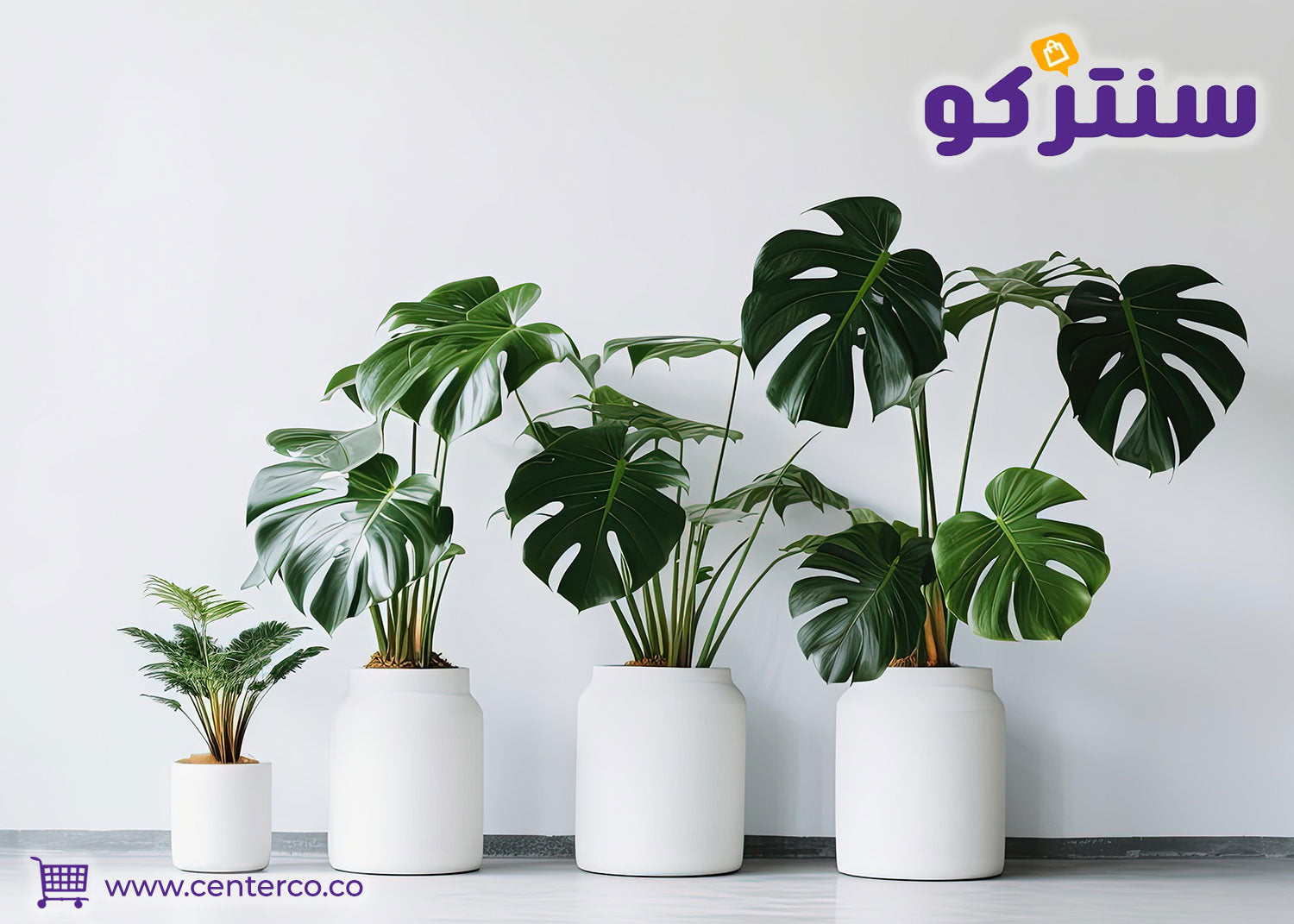 النباتات المنزلية تحول المساحات المغلقة إلى واحات حيوية