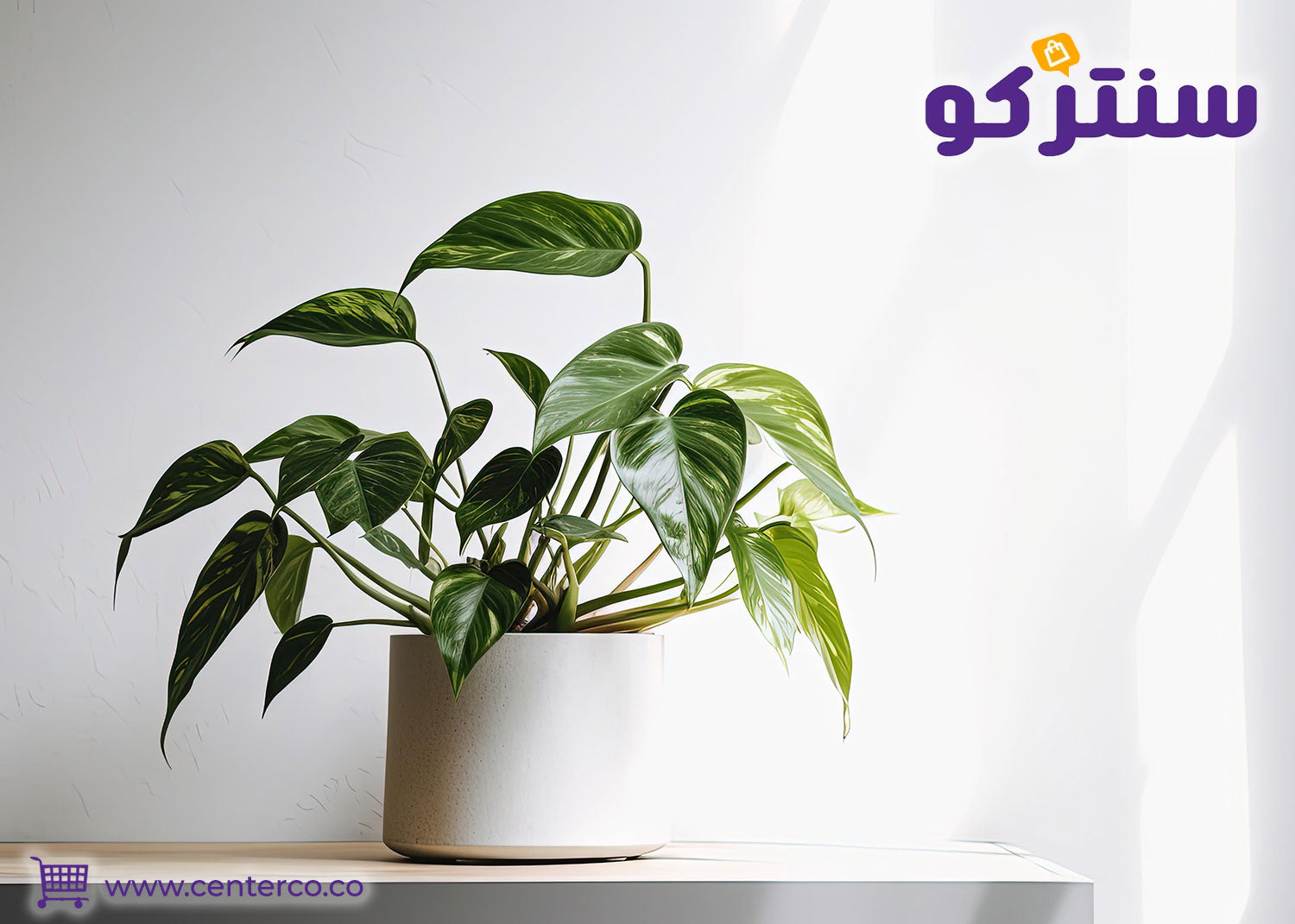 أفضل أنواع النباتات المنزلية التي تتحمل حرارة السعودية