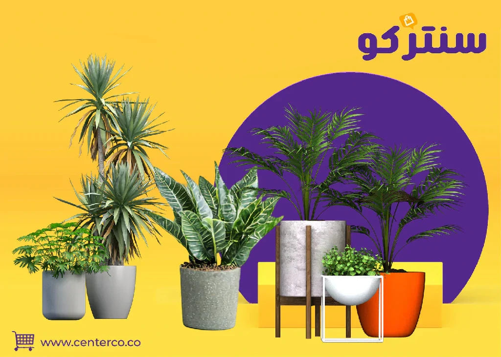 نباتات الظل: سحر الطبيعة يزدهر في كل زاوية... حتى في قلب منزلك