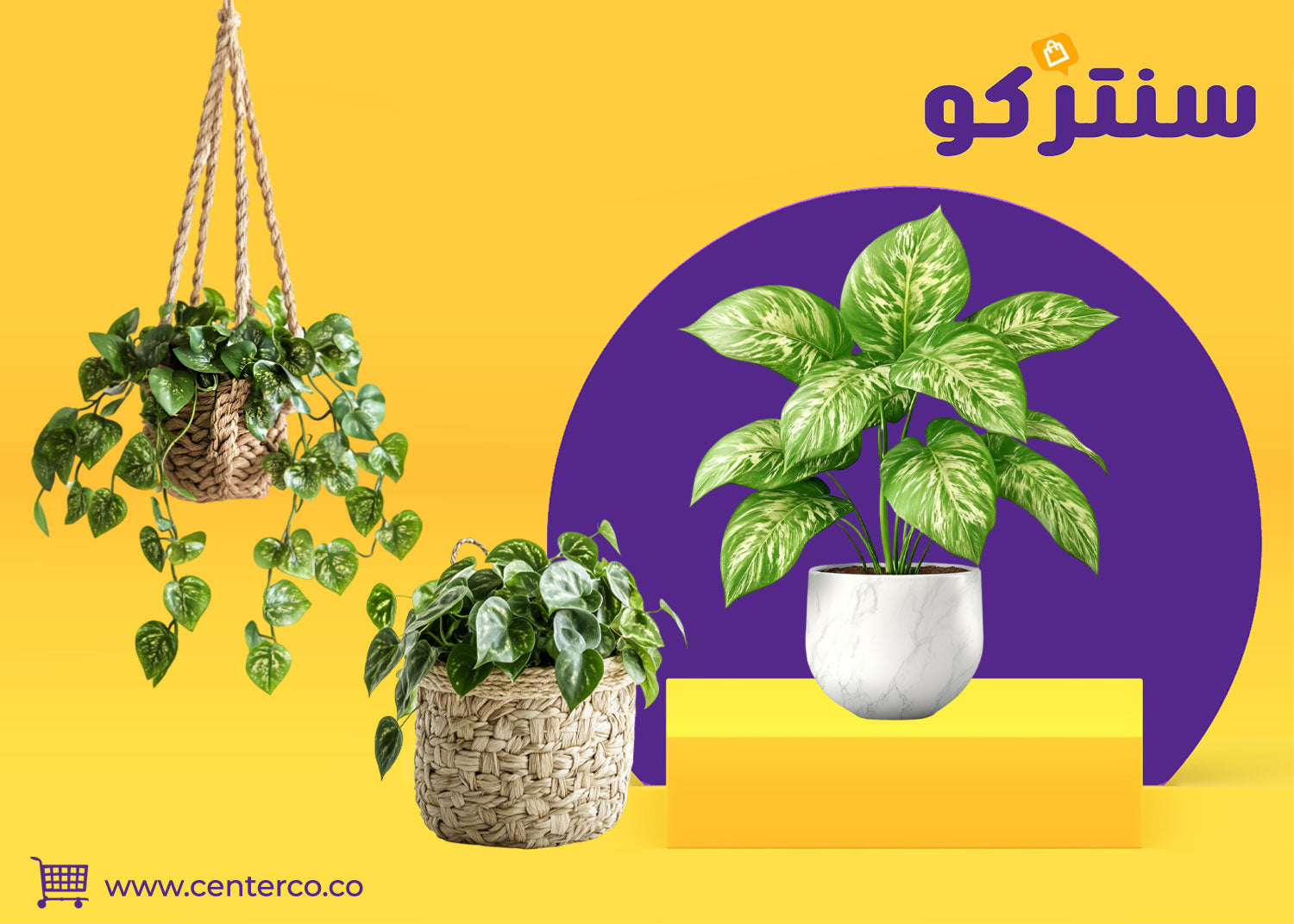 بوتس: نبات يعيد تعريف الأناقة ويتماشى بسلاسة مع تصميم منزلك