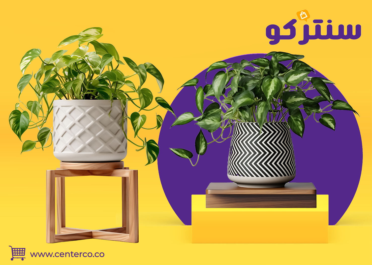 بوتس: أوراق خضراء تحمل قصة حياة ومغامرة نمو تُشاركك تفاصيلها