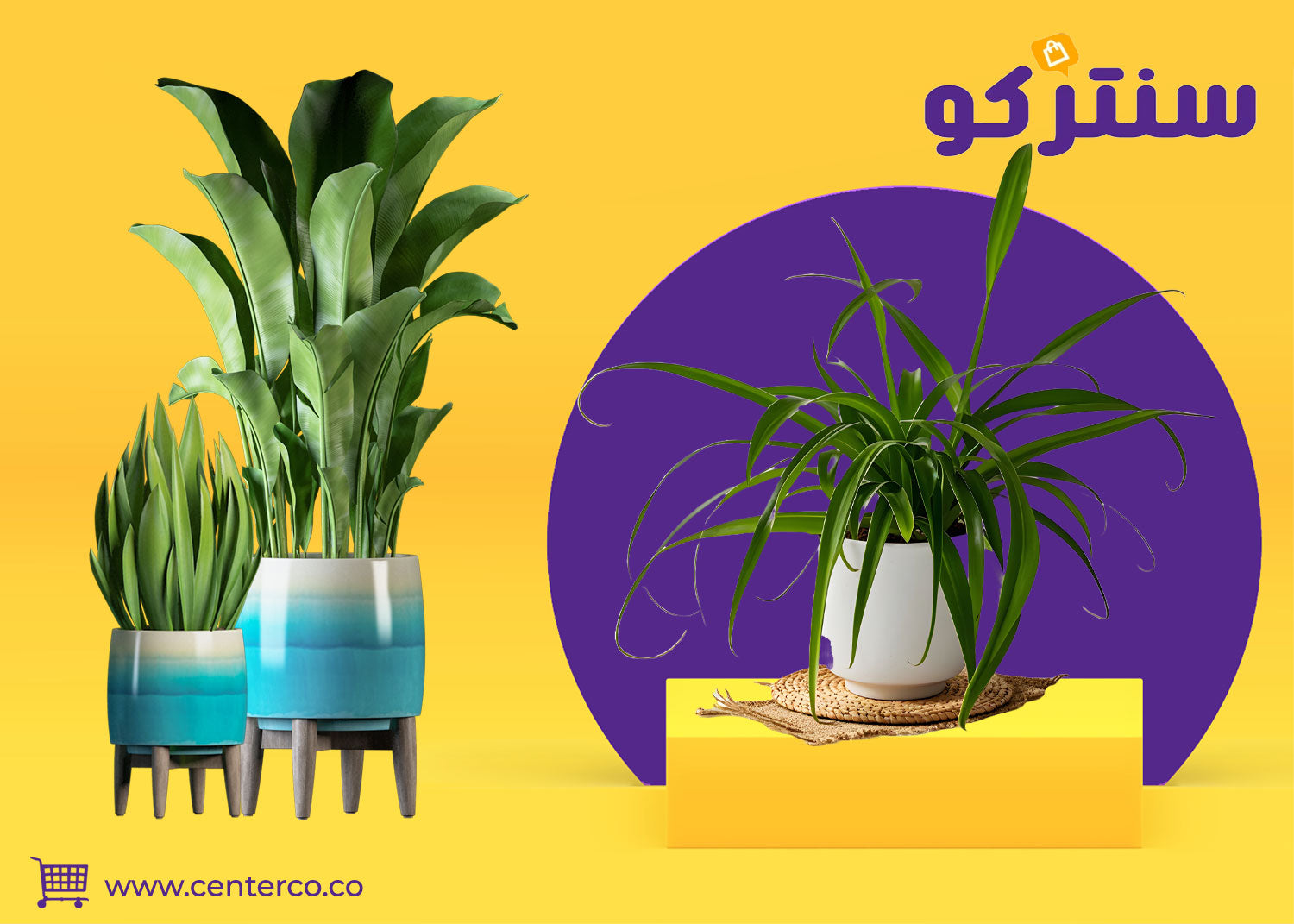 نباتات طبيعية داخلية: أجواء خضراء تلامس روحك وتزين بيتك