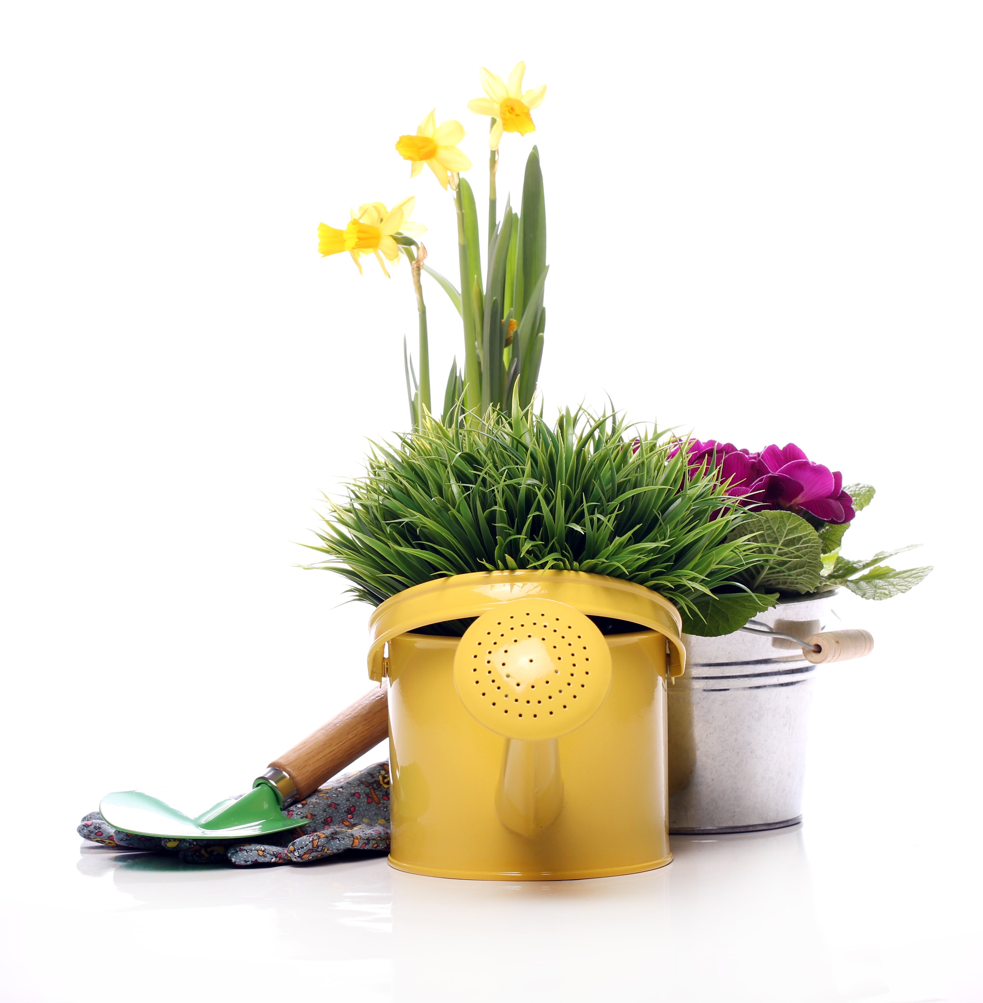 استمتع بجمال الطبيعة مع أفضل النباتات الطبيعية في السعودية