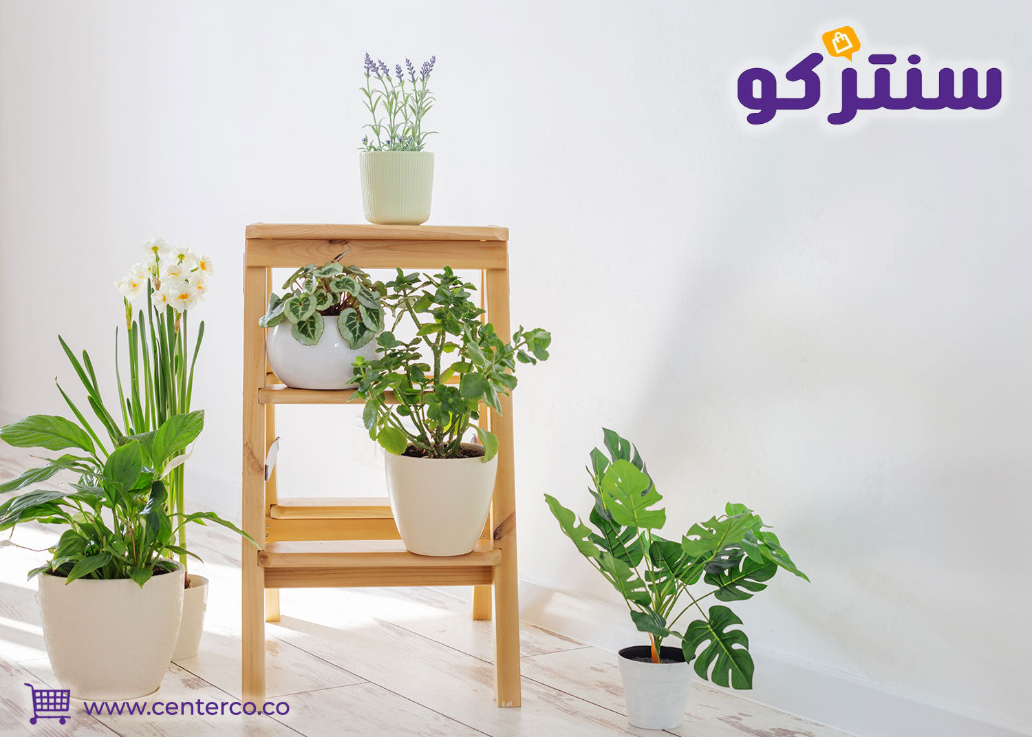 كيف أعتني بنباتات منزلية داخلية في مناخ جاف