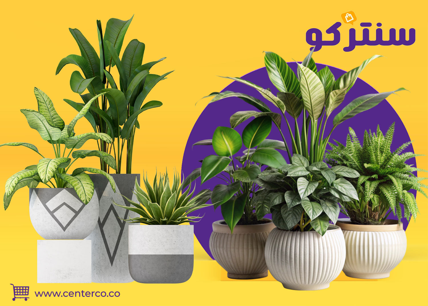 نباتات منزلية داخلية تضيف حياة للمكان
