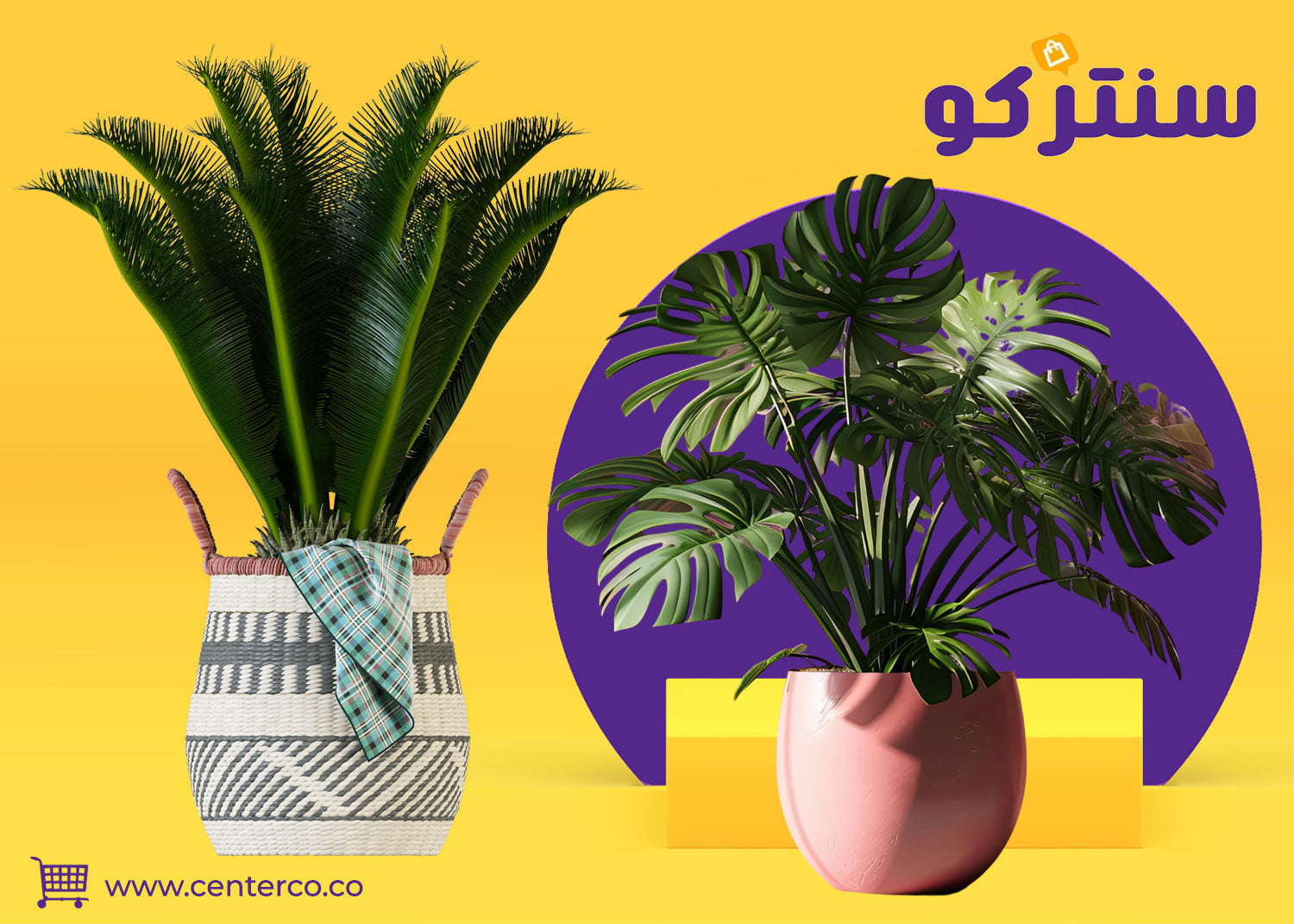 نباتات منزلية داخلية… لمسة طبيعية تحيي المساحات اليومية