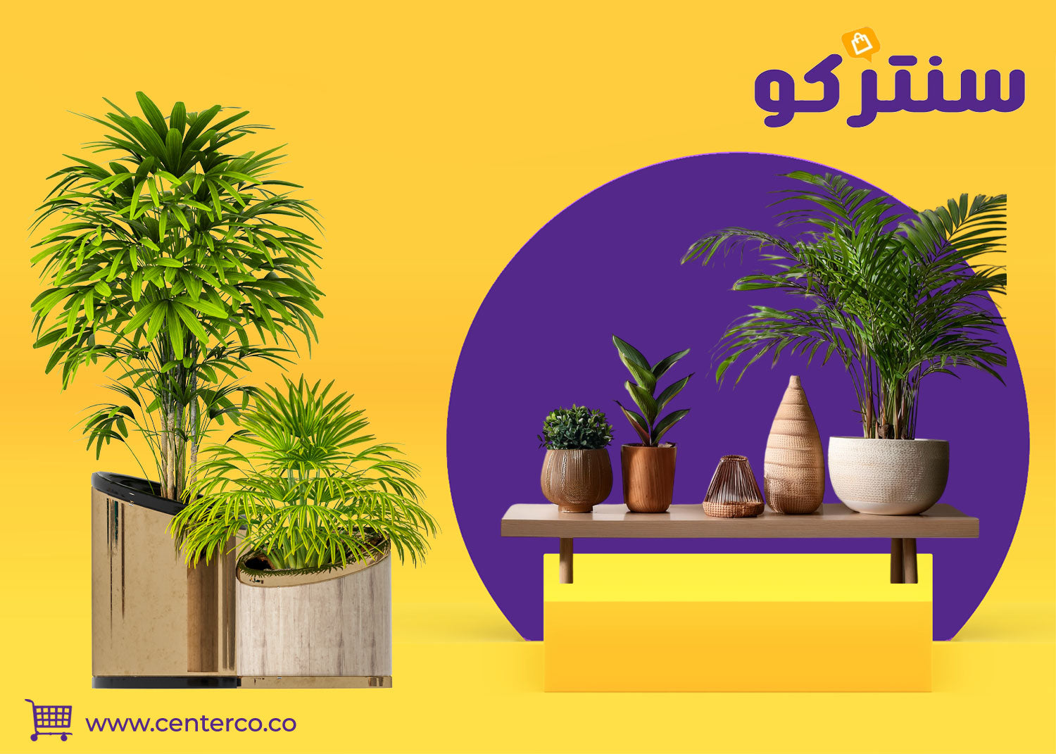 نباتات منزلية داخلية: أضف حياة وجمال طبيعي لمنزلك بهدوء وراحة