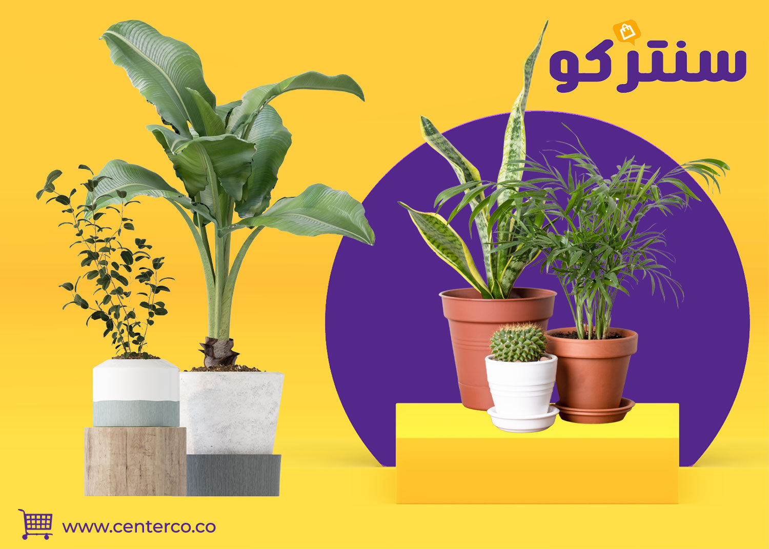 نباتات منزلية داخلية: هل أنت مستعد لِإتقانِ فنِّ إدارةِ الأجواءِ داخلَ بيتكَ؟ دع الطبيعة تكون شريكك الأذكى