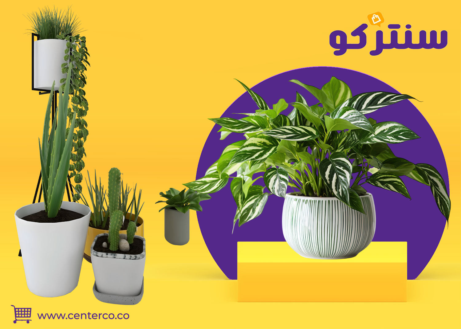 نباتات منزلية داخلية: لمسة حياة تضيف جمالًا وراحة لكل زاوية