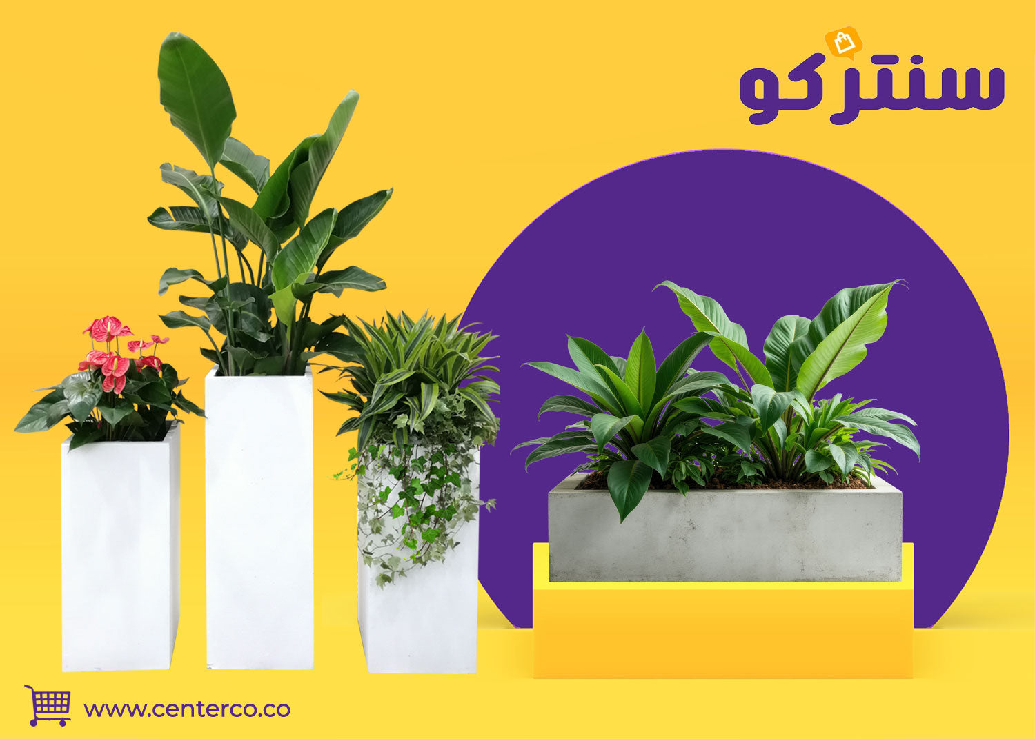 نباتات منزلية داخلية: لمسة من الطبيعة تُجدد منزلك وتُنعش روحك