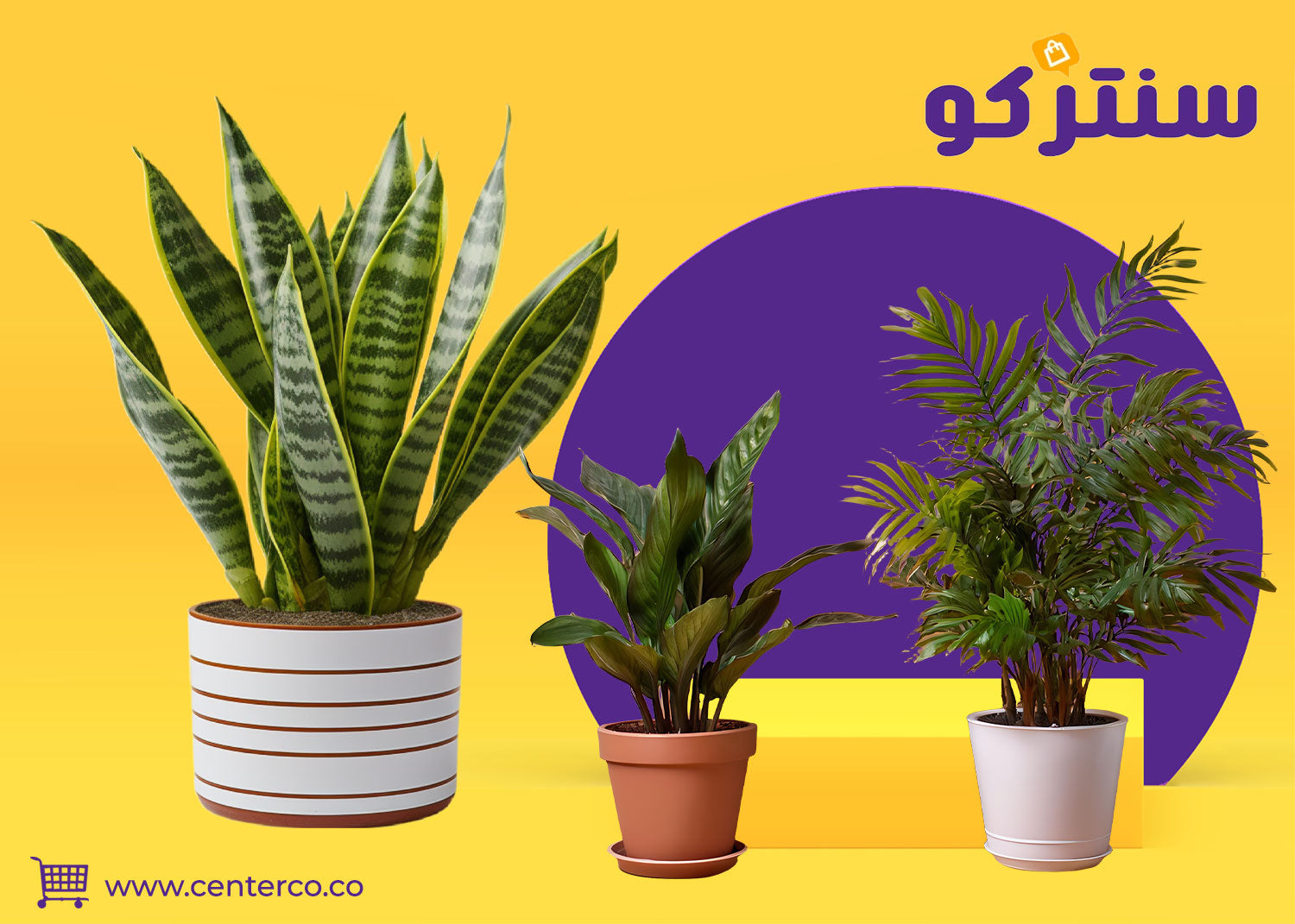 نباتات داخلية طبيعية للمنزل: لمسة حياة تمنح المساحات طاقة وجمال