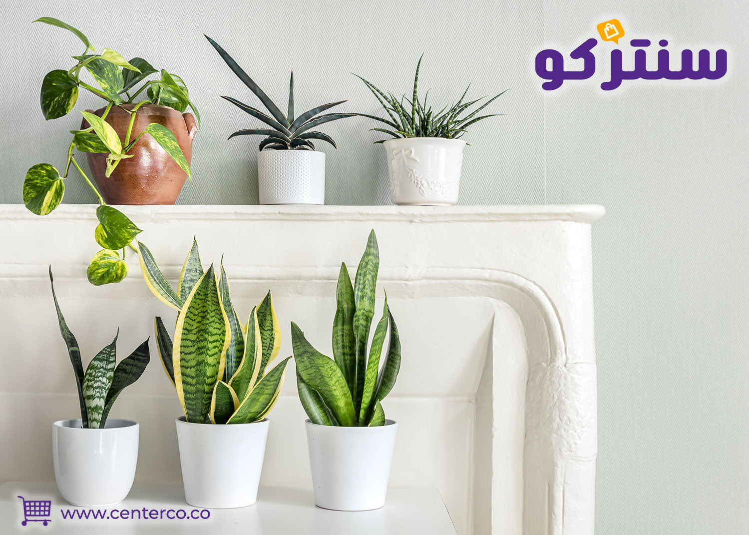نباتات منزلية تنبض بالحياة والهدوء في غرفك