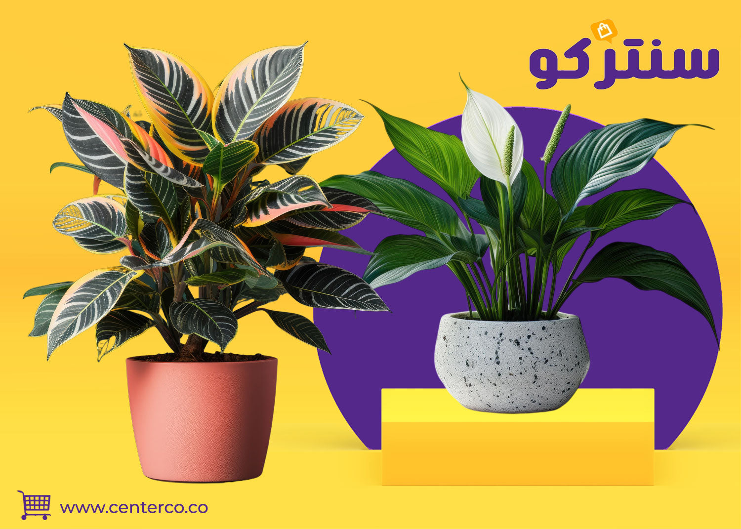 نباتات منزلية بسيطة تضيف لمسة جمالية إلى المنزل