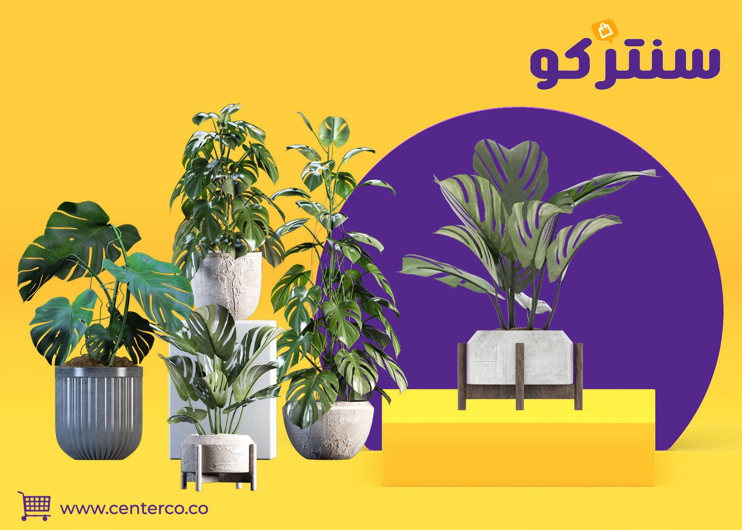 نباتات منزلية: أكثر من ديكور، إنها حياة وجمال يزين منزلك