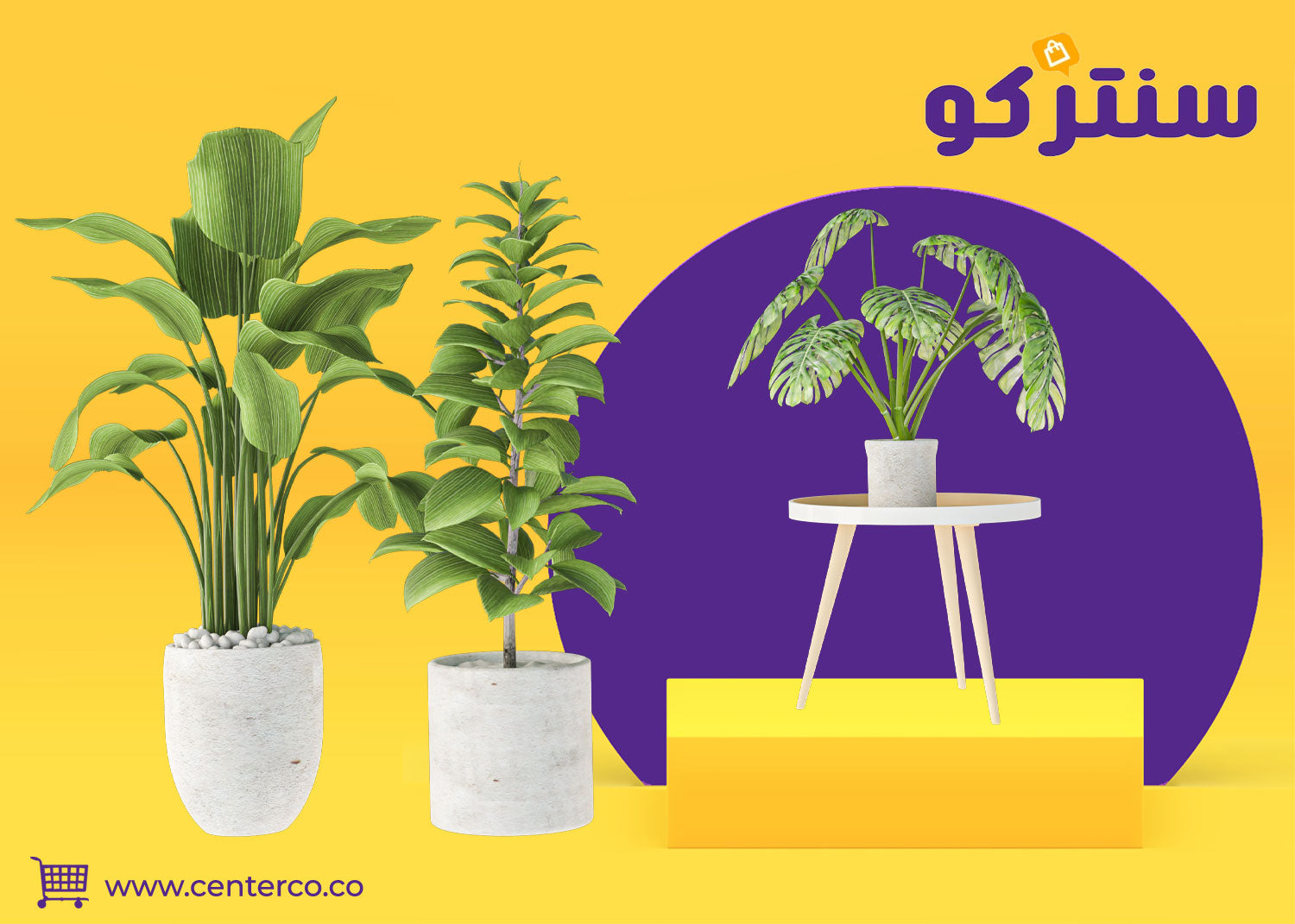 نباتات منزلية: دع الخضرة تكون مرآة لحكمة الصبر والنمو في منزلك