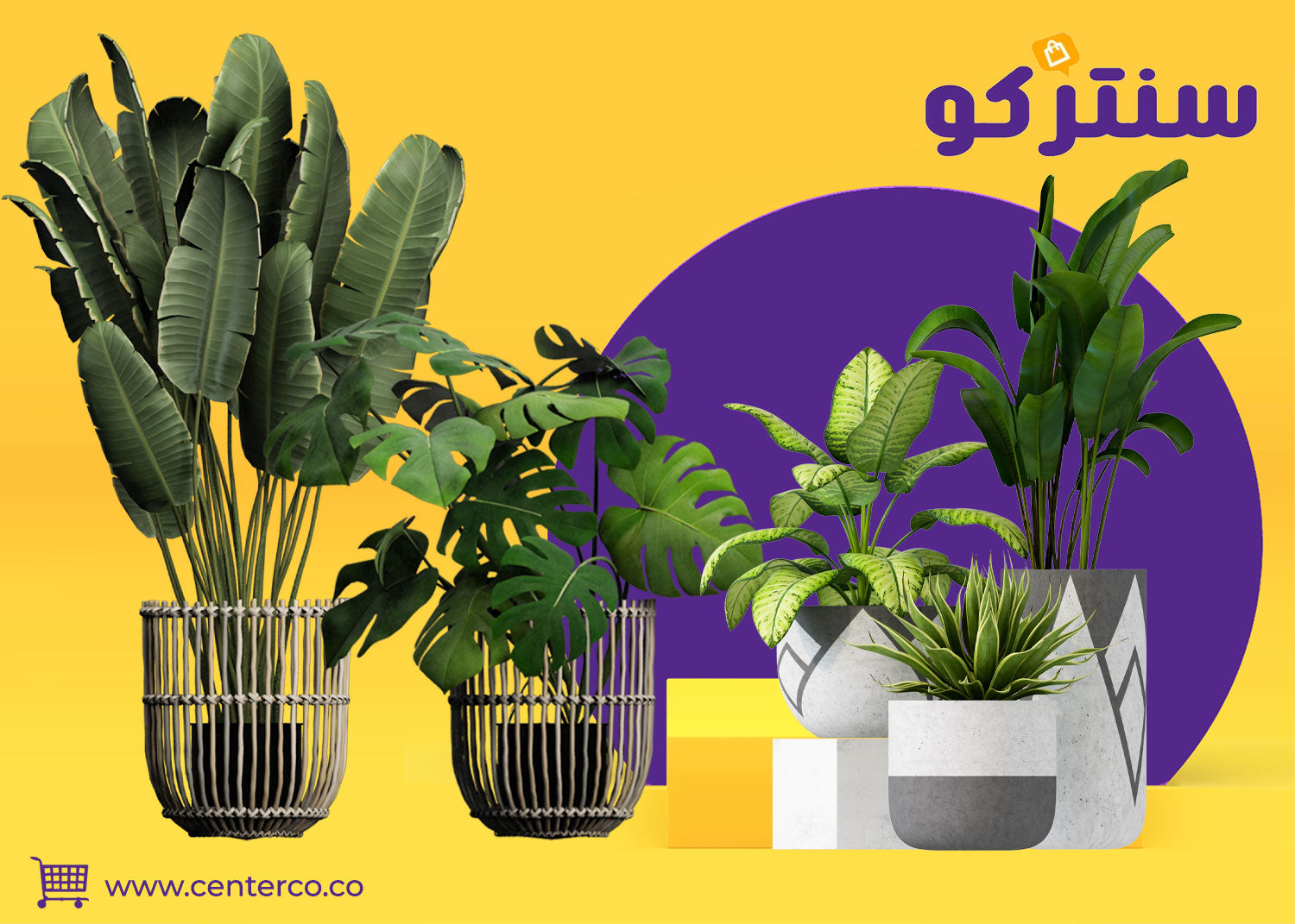 نباتات منزلية تضيف حيوية وجمالًا إلى كل زاوية