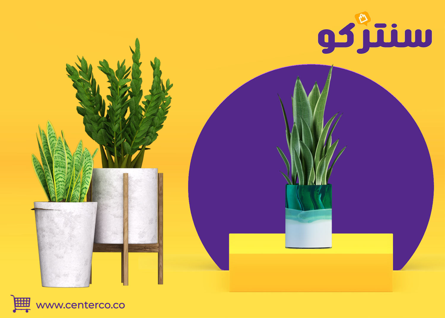 نباتات منزلية: حكايات خضراء تُروى في قلب بيتك... وروحٌ تُجدد كل زاوية