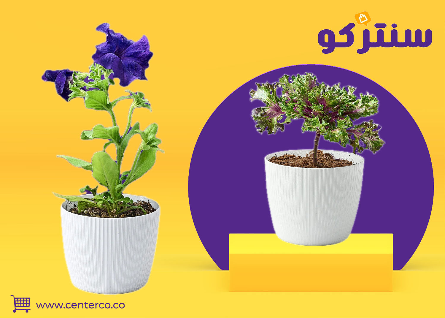 نباتات منزلية… لمسة حياة تعزز جمال المكان