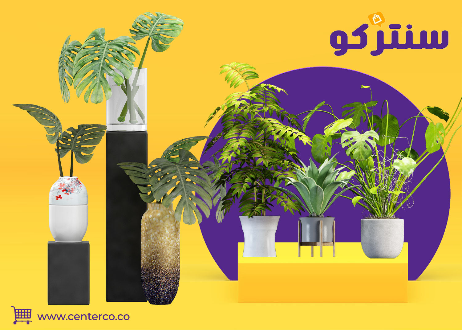 نباتات منزلية: لمسة من الطبيعة تنبض بالحياة في كل زاوية