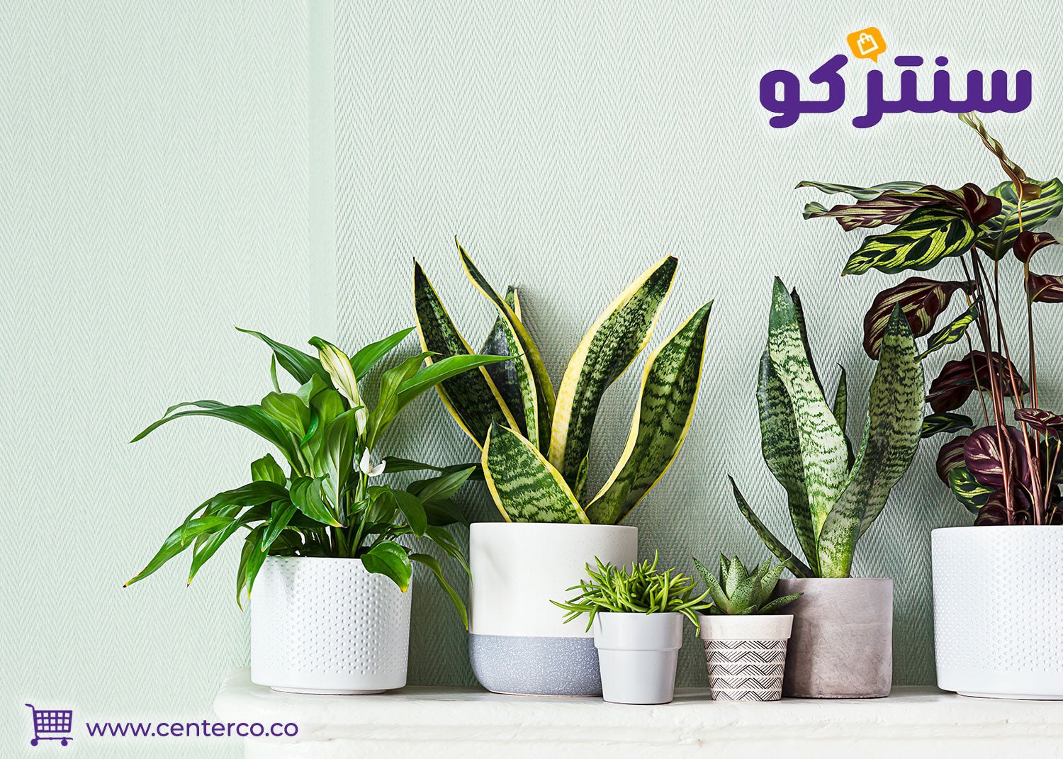 نباتات منزلية لا تحتاج للشمس لتزيين المساحات المغلقة