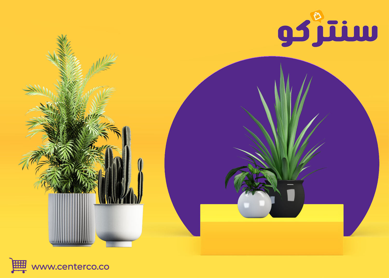 نباتات منزلية: فن تنسيق يحوّل مساحتك لواحة شخصية تنبض بالحياة