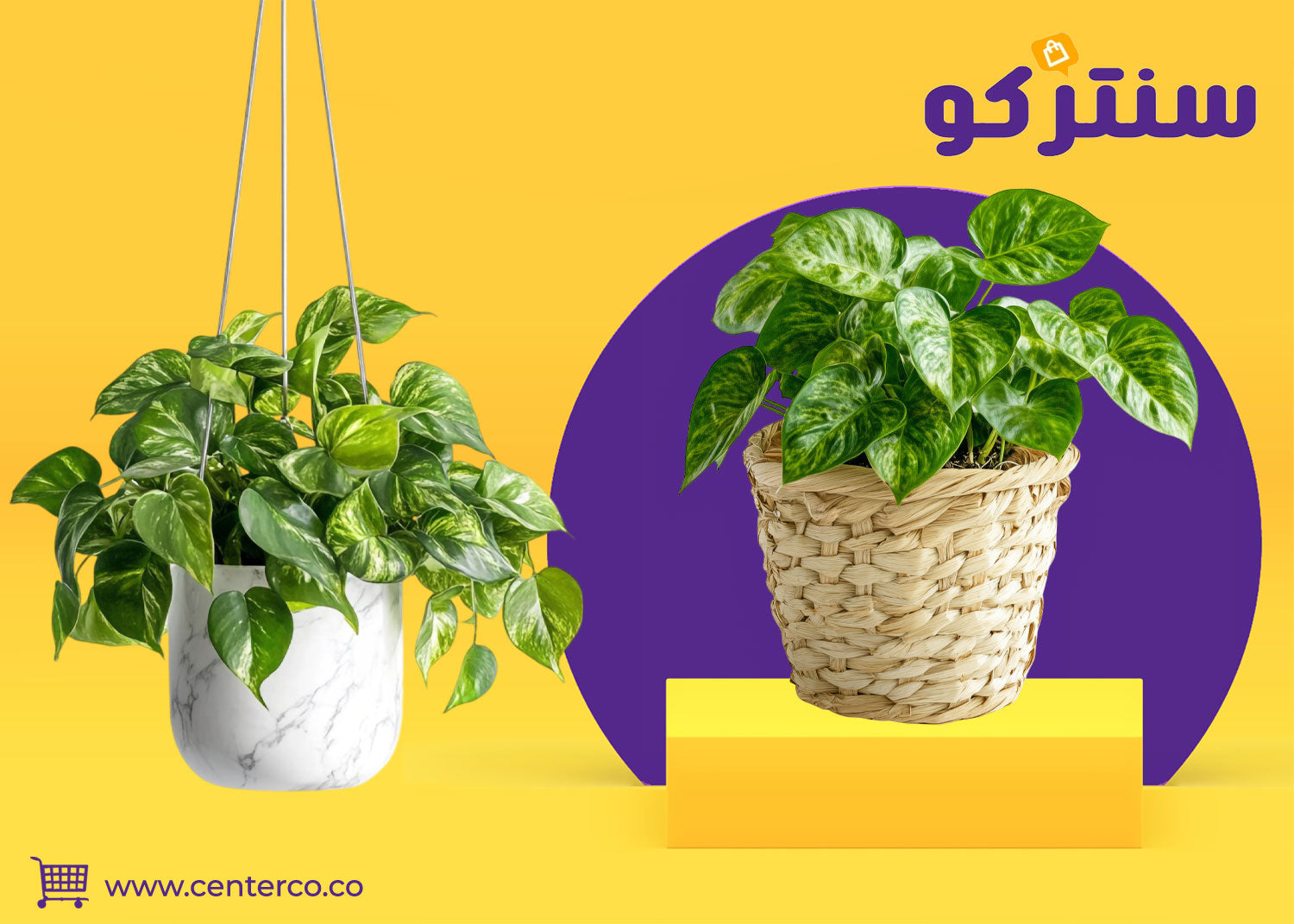 نبتة البوتس: لمسة خضراء تنبض بالحياة في منزلك