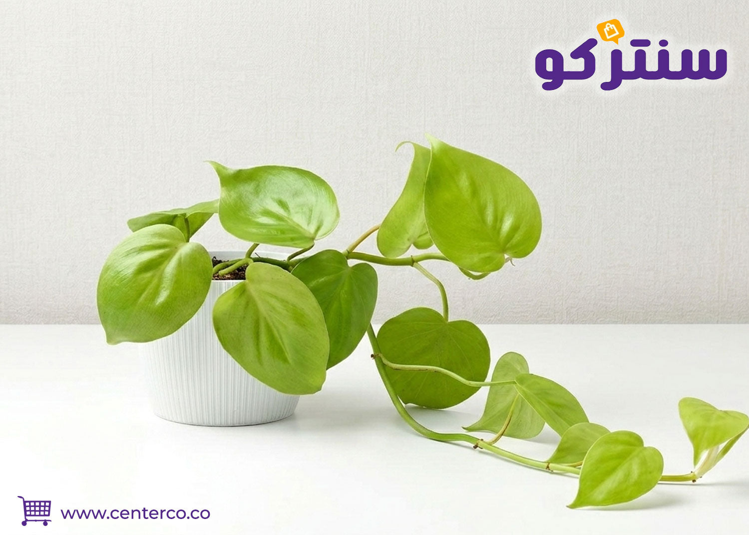 نبتة البوتس لتحويل منزلك إلى واحة خضراء دسمة