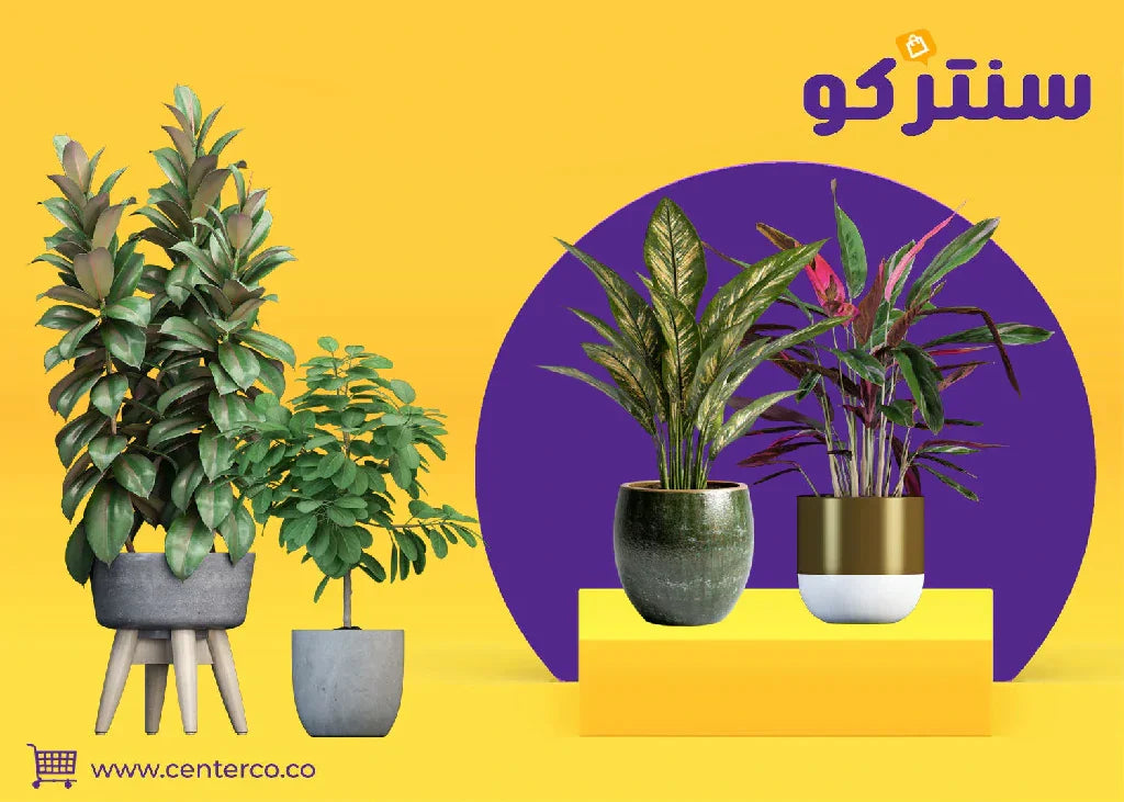 نباتات منزلية لا تحتاج للشمس: لمسة خضراء تضيء كل زاوية بسهولة