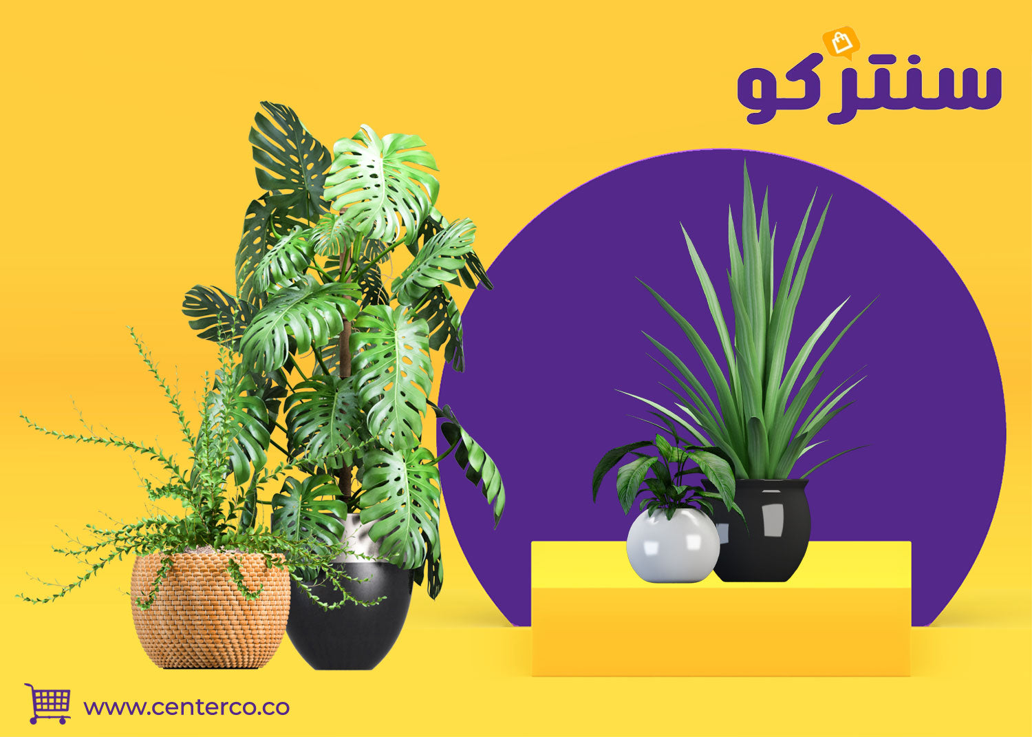 نباتات منزلية لا تحتاج للشمس: جمال وظلال خضراء تزين بيتك