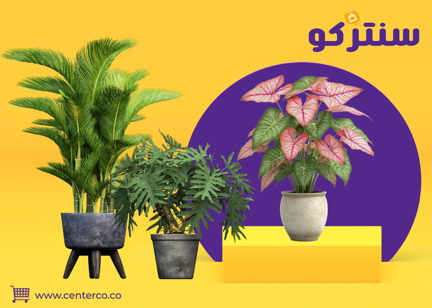 نباتات منزلية لا تحتاج للشمس: هل يؤمن قلبك بفلسفة "الأقل هو الأجمل"؟ حديقتك الداخلية البسيطة تبدأ من هنا