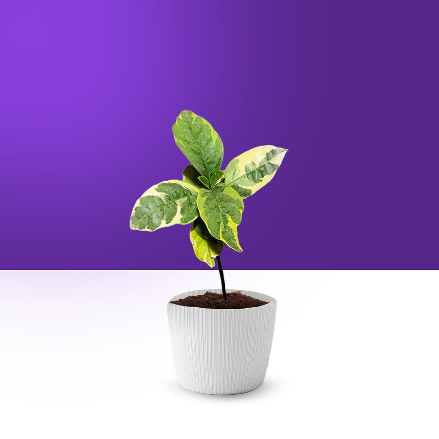 شجرة الكلافيا