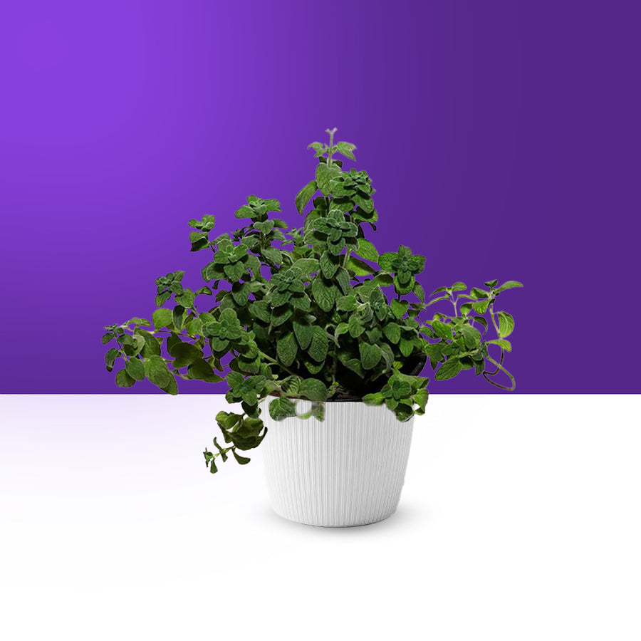 نبات الزعتر الطبيعي