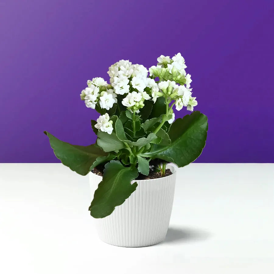 白色的花月夜树