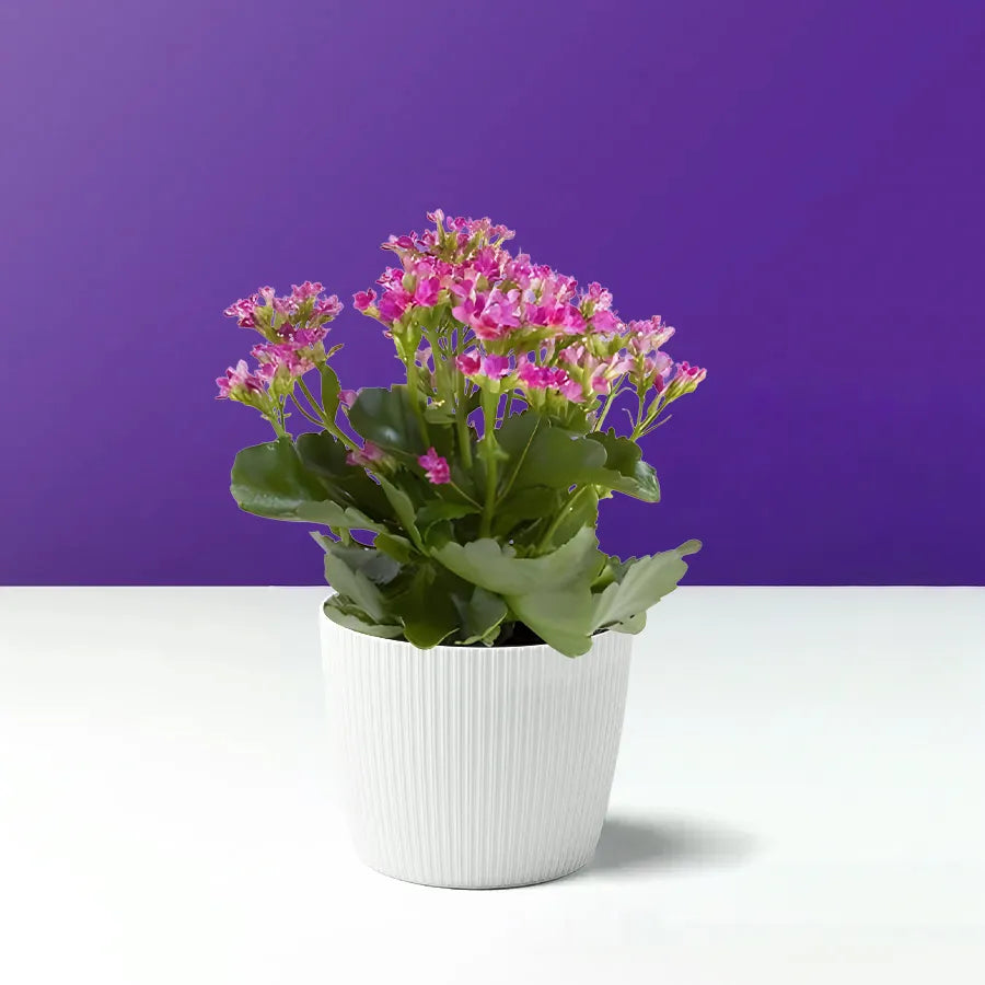 粉色的花叶万年青