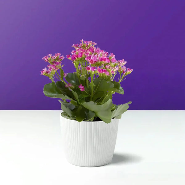 粉色的花叶万年青