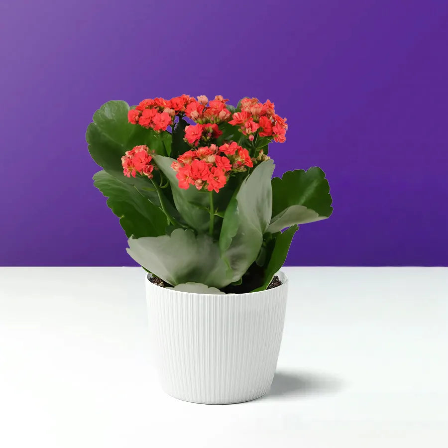 红色的花月夜树