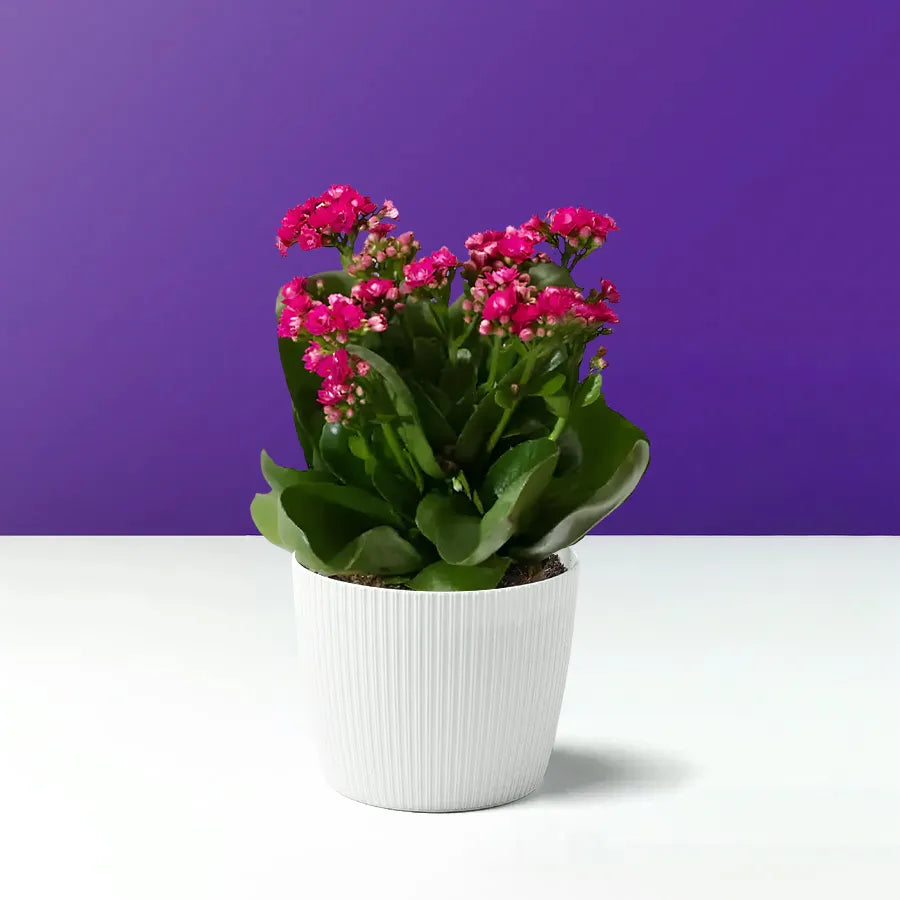 شجرة الكلانشو الملون